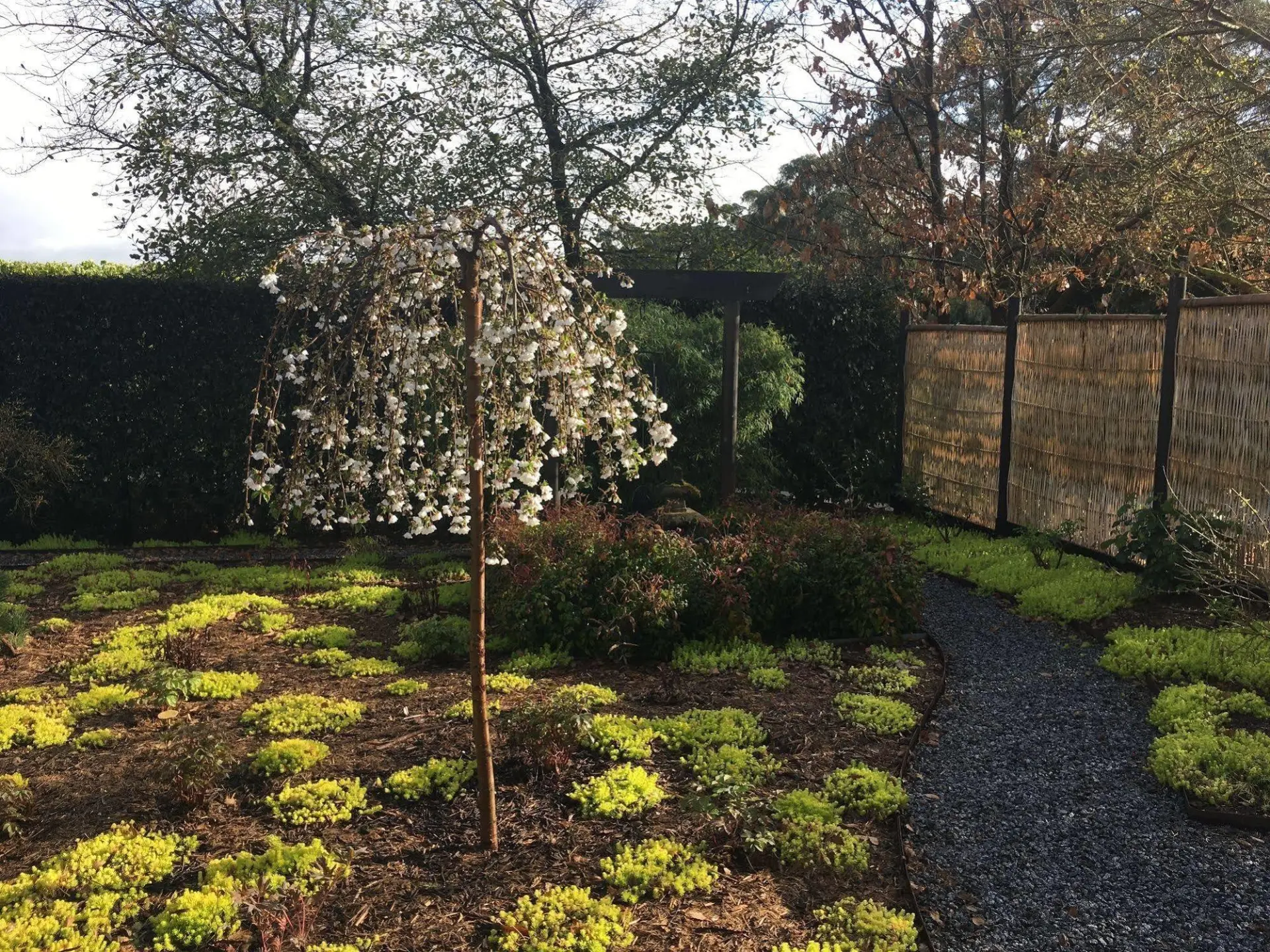 Weeping cherry blossom in the Japanese courtyard garden