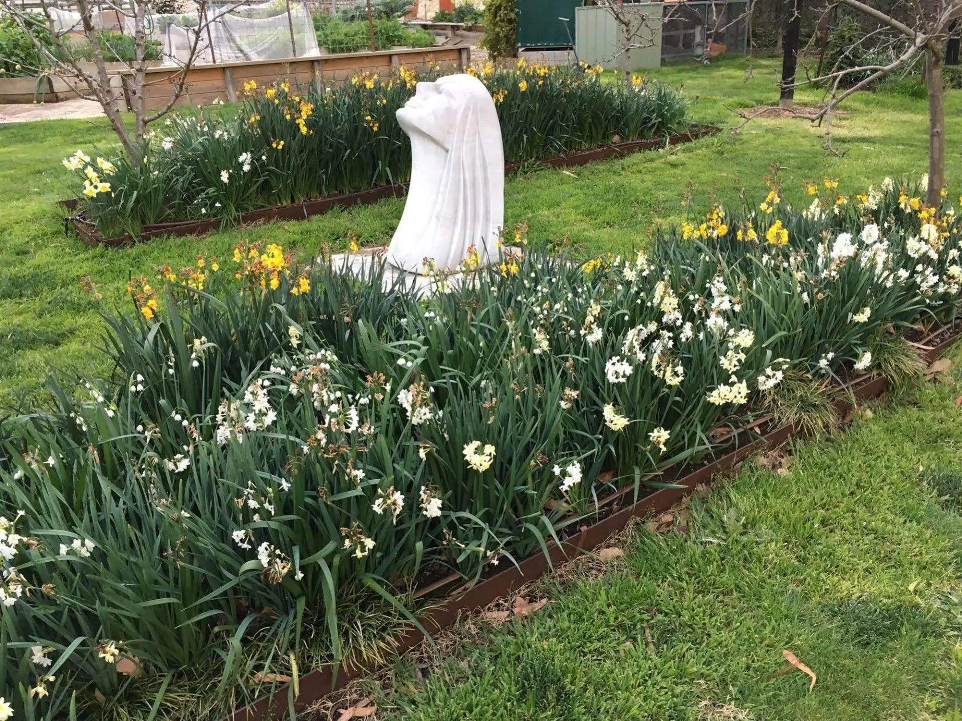 Spring daffodils and marble statuary in the Villa Capra gardens