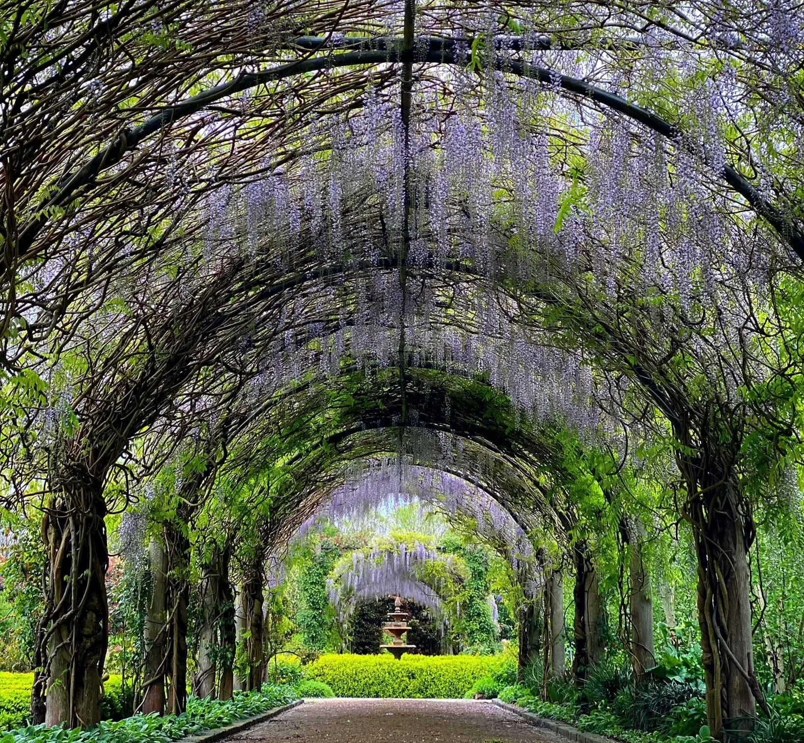 Wisteria archway in a formal Yarra Valley garden