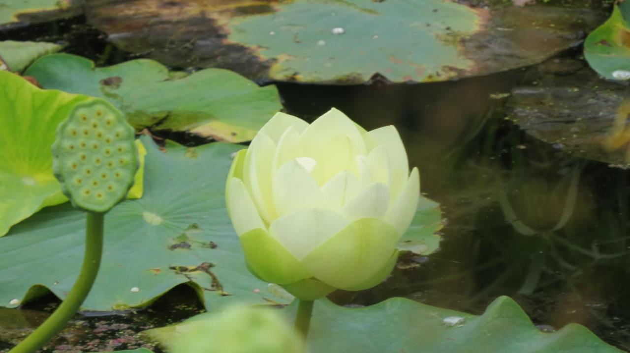 Pale lotus flower opening in the garden pond