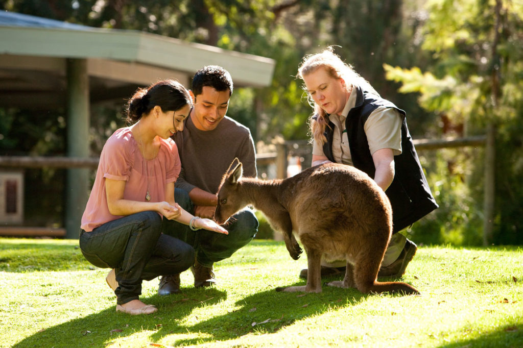Kangaroo and keeper in the Yarra Valley bushland