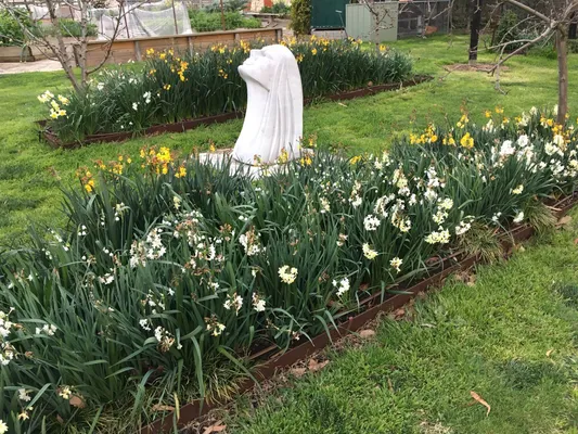 Spring daffodils flowering around marble statuary in the Villa Capra gardens