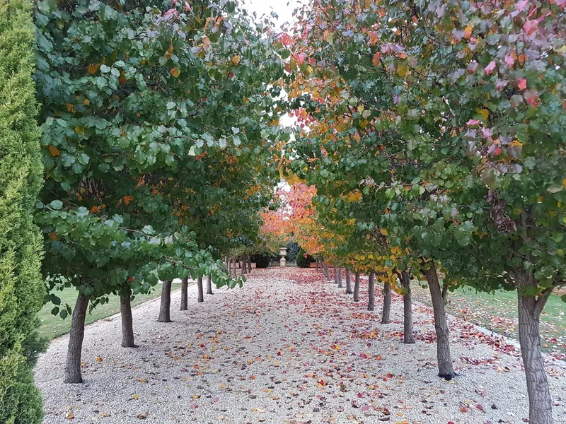Autumn leaves along the Pear Walk at Villa Capra